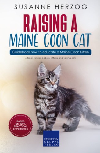 Raising maine coon cat - maine,