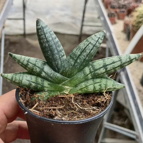 5cm succulent plant - 5cm,