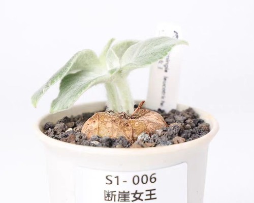 10pcs pot 9cm sinningia - pot,