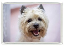 CAIRN TERRIER BEAUTIFUL DOG