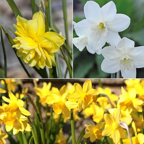 Daffodil cornish miniatures - daffodil,