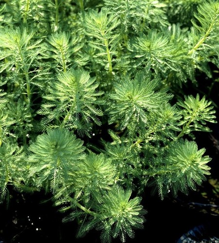 Pond oxygenating plants - oxygenating, water