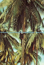 D167398 Coconut Plucker. S. Abdul Majeed. Kruger. 1987