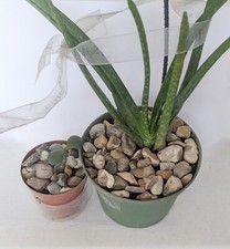 1.5kg Pea Gravel Shingle