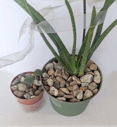 5kg pea gravel - 1.5kg, shingle