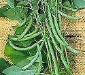 Vegetable - Climbing French Bean - Blue Lake - 100 Seeds