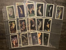 PLAYERS DONCELLA FULL SET IN