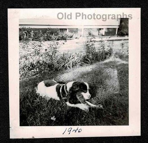 Odd weird strange dog - strange,
