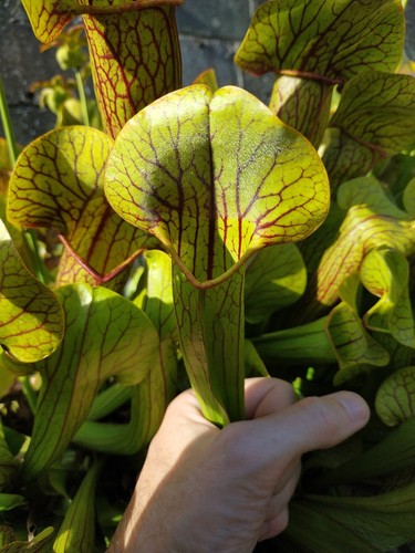 Sarracenia purpurea wareham - purpurea, "wareham