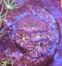 purple blasto  Marine Coral