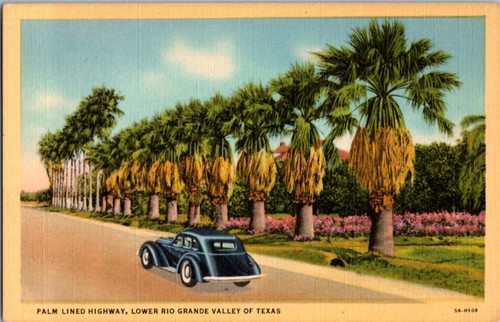 Harlingen postcard palm - tx,