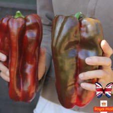 SWEET PEPPER 5 SEEDS