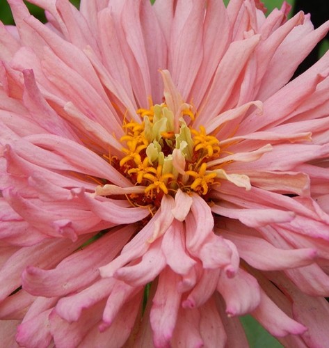 100 pink giant cactus zinnia - 100+,