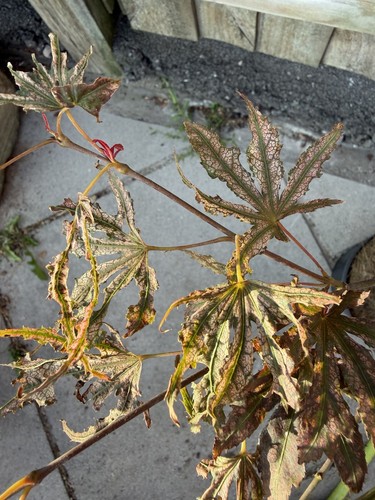 Acer palmatum mikazuki - palmatum, rare