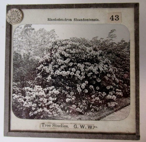 Tree studies rhododendron - tree, studies,
