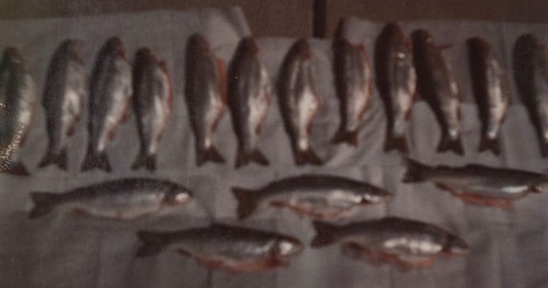 Catch the day freshly - of,