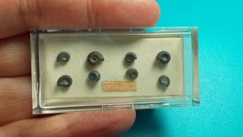 Dolls house miniature case - dolls,