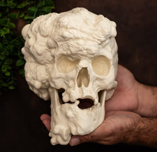 Elephant Man Skull Replica