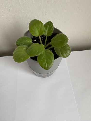 African violet saintpaulia - african,