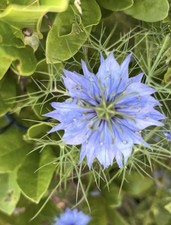 Hardy Nigella Plug Plants x 12