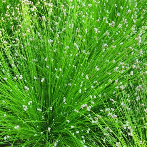 Scirpus cernuus oxygenating - cernuus,