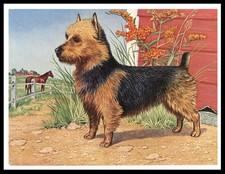 AUSTRALIAN TERRIER DOG ART