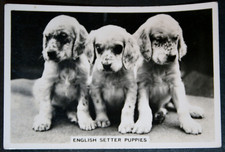 ENGLISH SETTER PUPPIES  Vintage 1939 Photo Card  JE17M