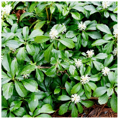 Pachysandra terminalis green - pachysandra,