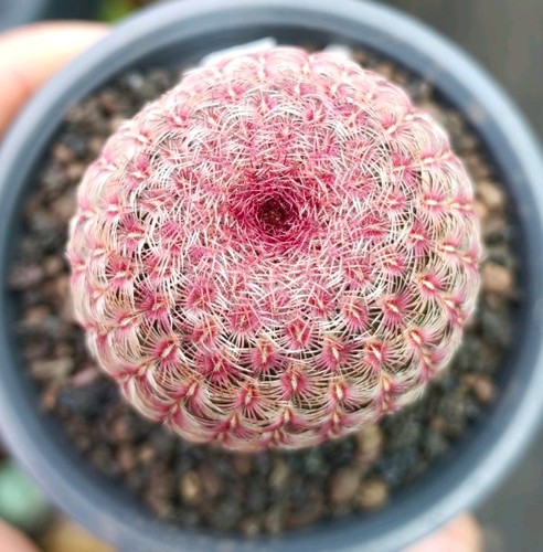 Echinocereus rigidissimus - echinocereus,