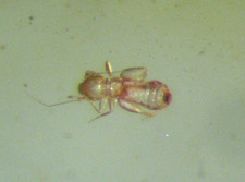 Pliocene amber kenya - amber, africa