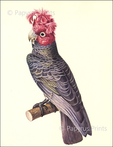 1977 cockatoo larousse gang - cockatoo,