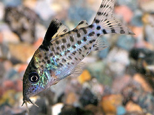 Agassizii cories brochis - 6,