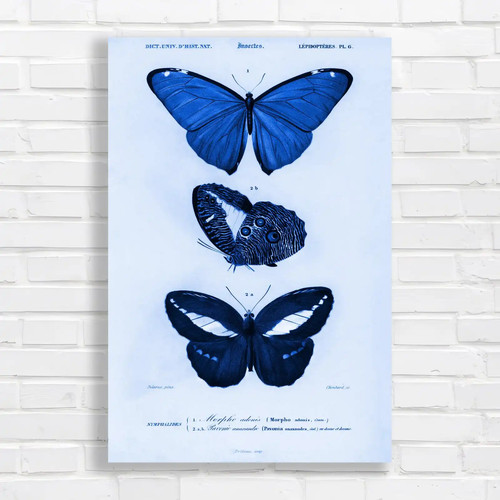 Vibrant butterfly species - vibrant,