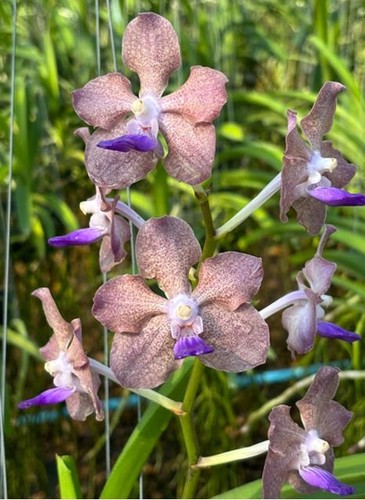 Rare vandachostylis supreme - rare,