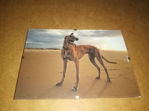 Greyhound picture clip - picture, -in