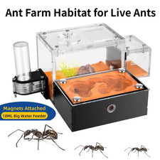 Ant farm formicarium - ant,