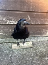 Crow - , (rook,