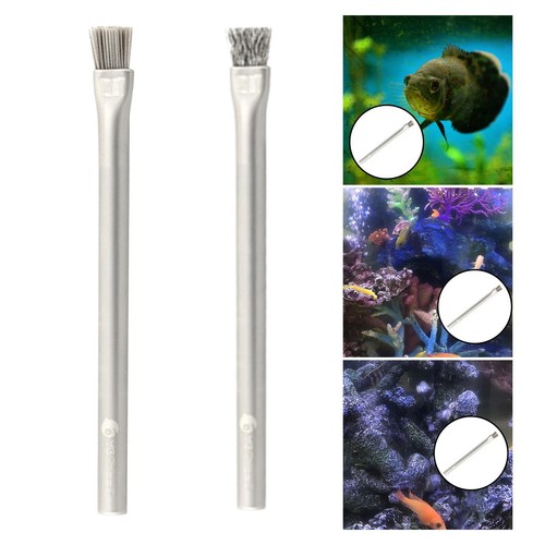 Fish tanks algae cleaning - algae,