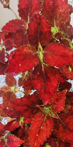 Colourful coleus soil rooted - coleus,