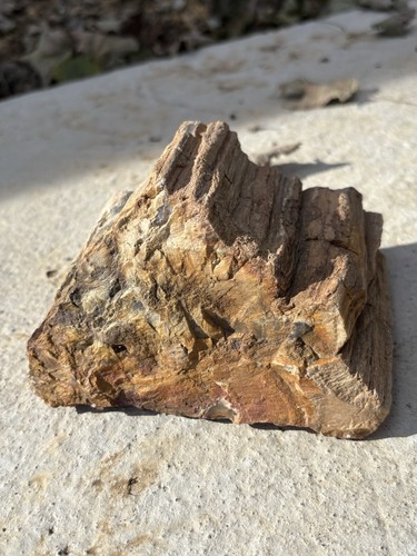 Large natural petrified wood - large,