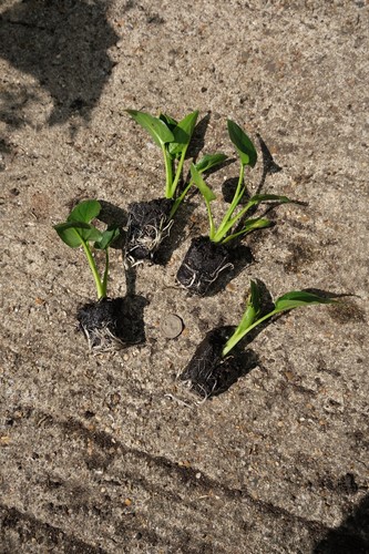 Small arum lily flowers - arum,