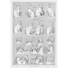 LOUIS WAIN Courtship and Marriage, Cats Story in 6 Acts - Antique Print 1893