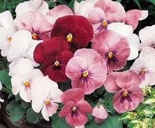 40 Winter Flowering Pansy Select F1  Pink Shades Bedding Plug plants