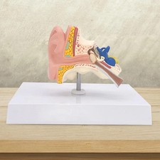 Human Ear Model Anatomy