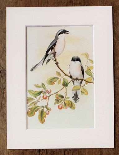 John gould 1970s vintage - -,