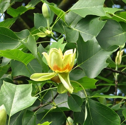Photo 6x4 tulip tree - photo,