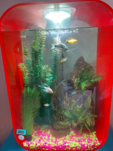 Used biorb 60l - biorb, and