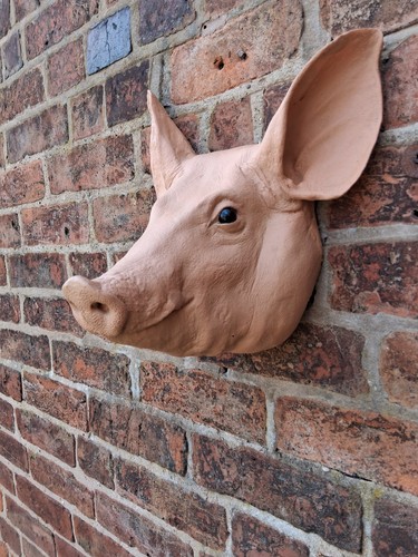 Taxidermy pigs head man cave - taxidermy,