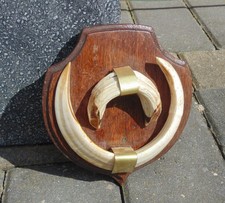 (#B138)  mounted hog tusks