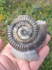 MEGA RARE VERMICERAS SP